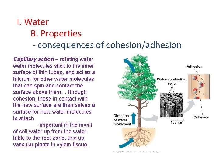 I. Water B. Properties - consequences of cohesion/adhesion Capillary action – rotating water molecules