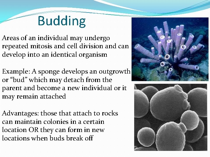 Budding Areas of an individual may undergo repeated mitosis and cell division and can