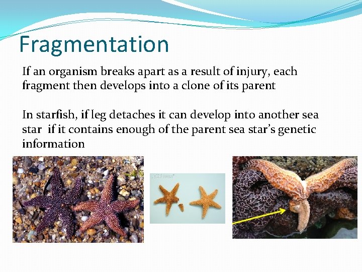Fragmentation If an organism breaks apart as a result of injury, each fragment then