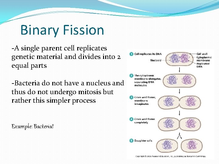 Binary Fission -A single parent cell replicates genetic material and divides into 2 equal