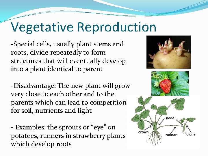Vegetative Reproduction -Special cells, usually plant stems and roots, divide repeatedly to form structures