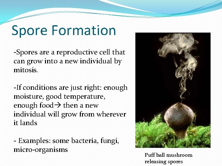 Spore Formation -Spores are a reproductive cell that can grow into a new individual