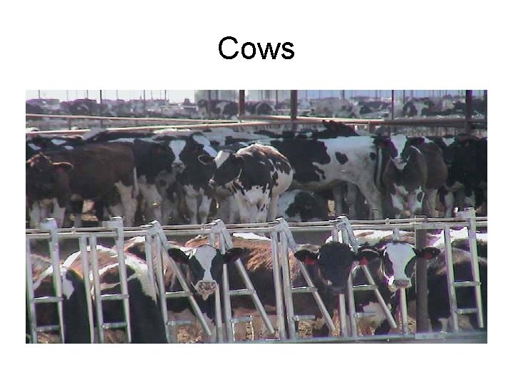 Cows 