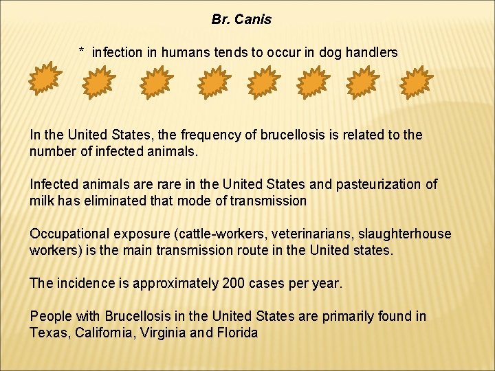 Br. Canis * infection in humans tends to occur in dog handlers In the