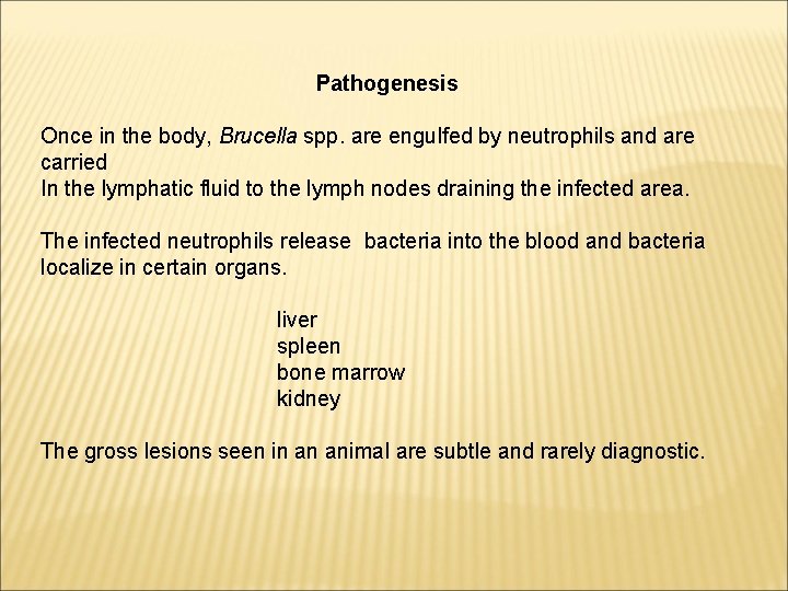 Pathogenesis Once in the body, Brucella spp. are engulfed by neutrophils and are carried