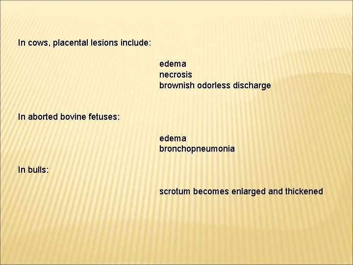 In cows, placental lesions include: edema necrosis brownish odorless discharge In aborted bovine fetuses: