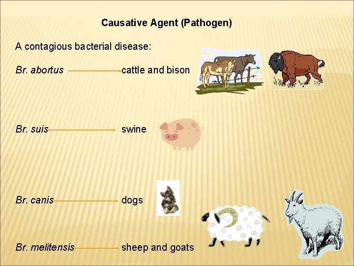 Causative Agent (Pathogen) A contagious bacterial disease: Br. abortus cattle and bison Br. suis