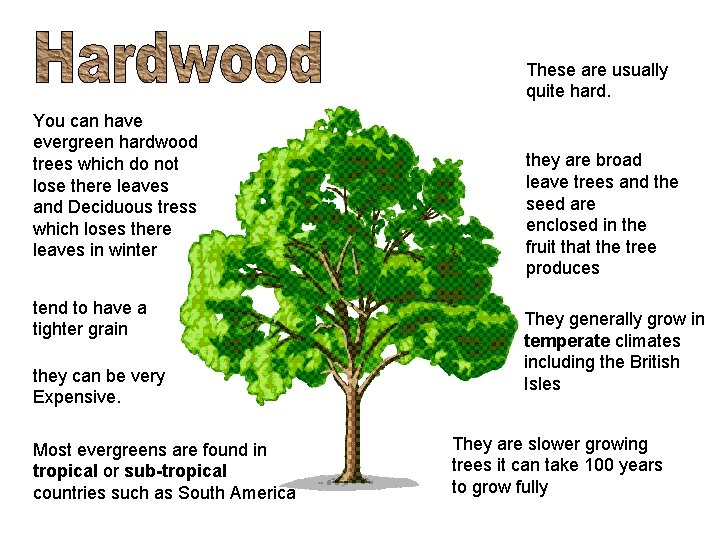 These are usually quite hard. You can have evergreen hardwood trees which do not