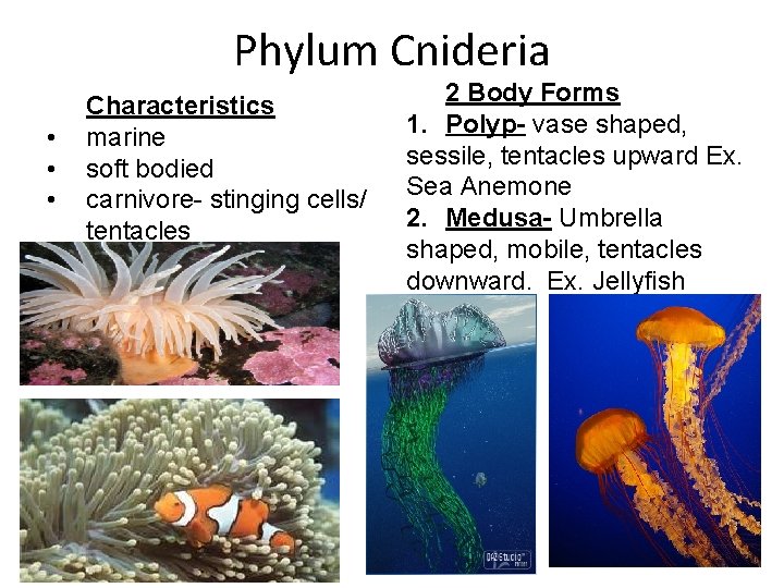 Phylum Cnideria • • • Characteristics marine soft bodied carnivore- stinging cells/ tentacles 2