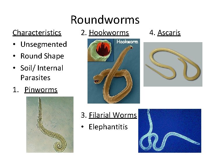 Characteristics • Unsegmented • Round Shape • Soil/ Internal Parasites 1. Pinworms Roundworms 2.