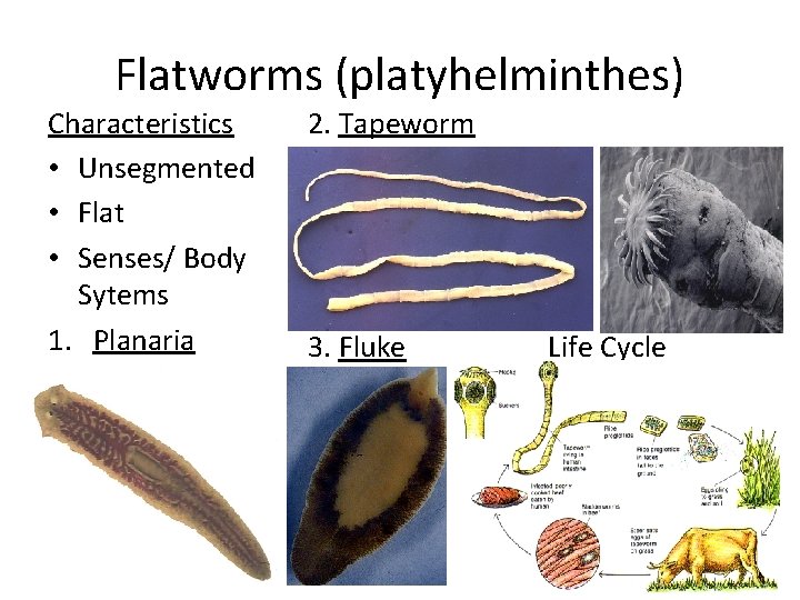 Flatworms (platyhelminthes) Characteristics • Unsegmented • Flat • Senses/ Body Sytems 1. Planaria 2.
