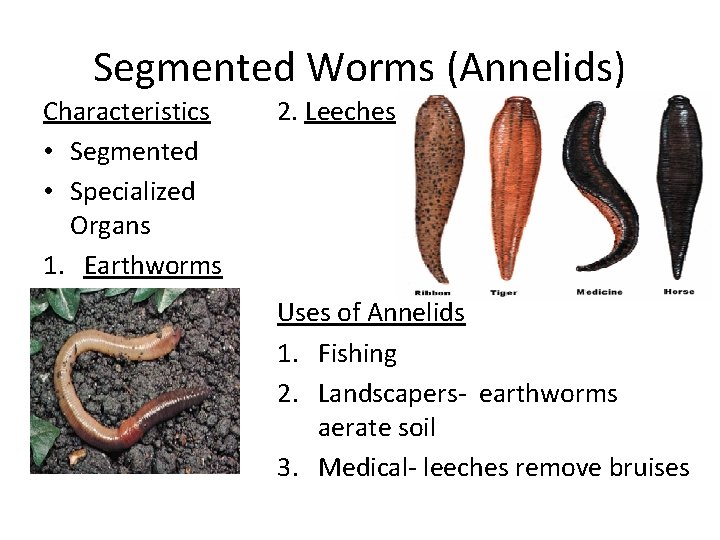 Segmented Worms (Annelids) Characteristics • Segmented • Specialized Organs 1. Earthworms 2. Leeches Uses