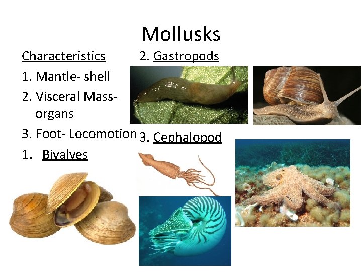 Mollusks Characteristics 2. Gastropods 1. Mantle- shell 2. Visceral Massorgans 3. Foot- Locomotion 3.