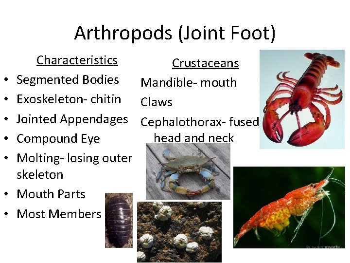 Arthropods (Joint Foot) • • Characteristics Crustaceans Segmented Bodies Mandible- mouth Exoskeleton- chitin Claws