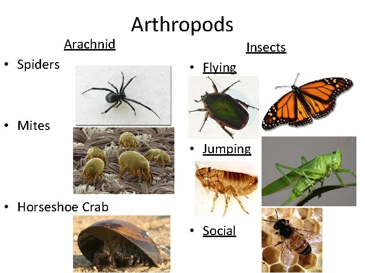 Arachnid • Spiders Arthropods Insects • Flying • Mites • Jumping • Horseshoe Crab