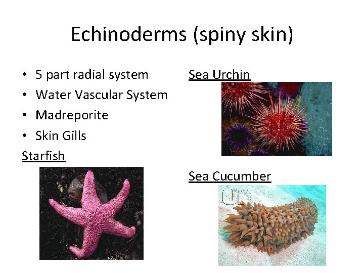 Echinoderms (spiny skin) • 5 part radial system • Water Vascular System • Madreporite
