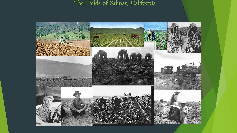The Fields of Salinas, California 