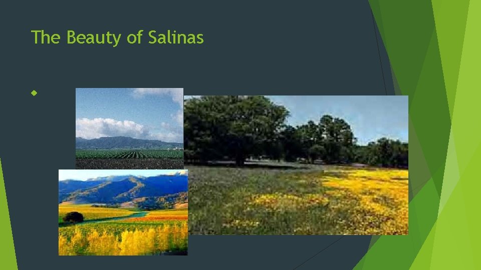 The Beauty of Salinas Rich, fertile soil 