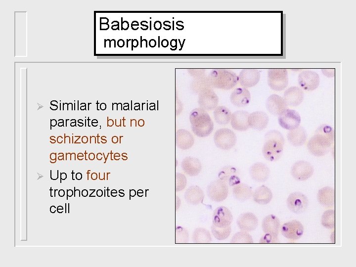 Babesiosis morphology Ø Ø Similar to malarial parasite, but no schizonts or gametocytes Up