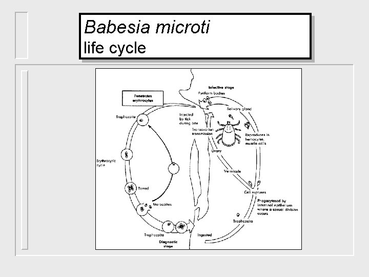Babesia microti life cycle 