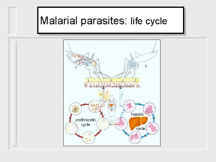 Malarial parasites: life cycle 