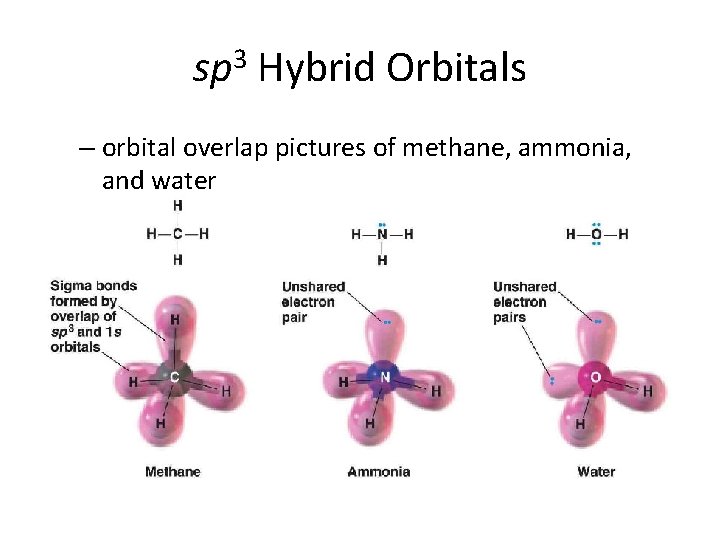 sp 3 Hybrid Orbitals – orbital overlap pictures of methane, ammonia, and water 