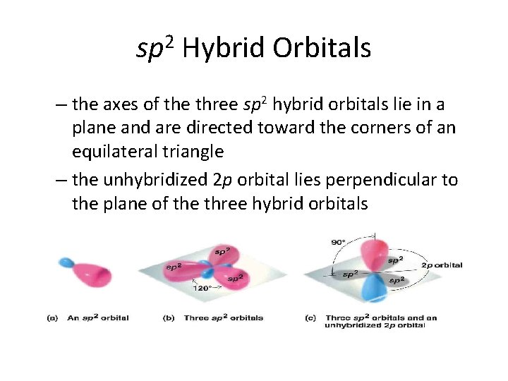 sp 2 Hybrid Orbitals – the axes of the three sp 2 hybrid orbitals