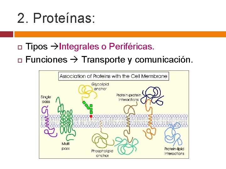 2. Proteínas: Tipos Integrales o Periféricas. Funciones Transporte y comunicación. 