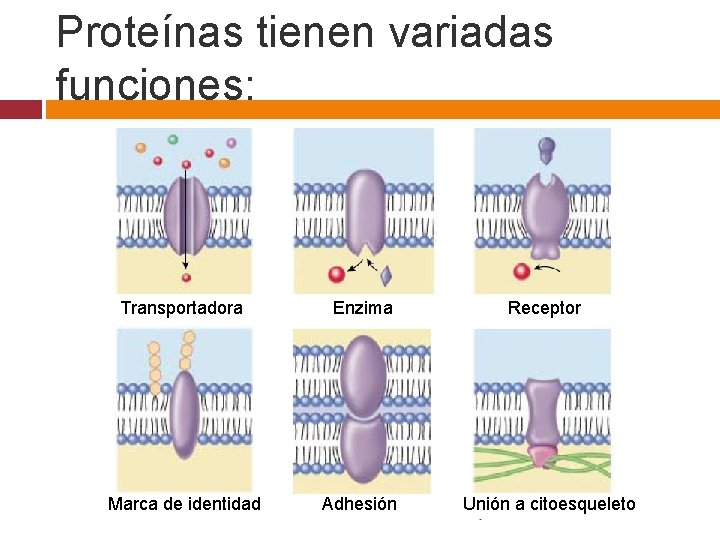 Proteínas tienen variadas funciones: Transportadora Enzima Receptor Marca de identidad Adhesión Unión a citoesqueleto