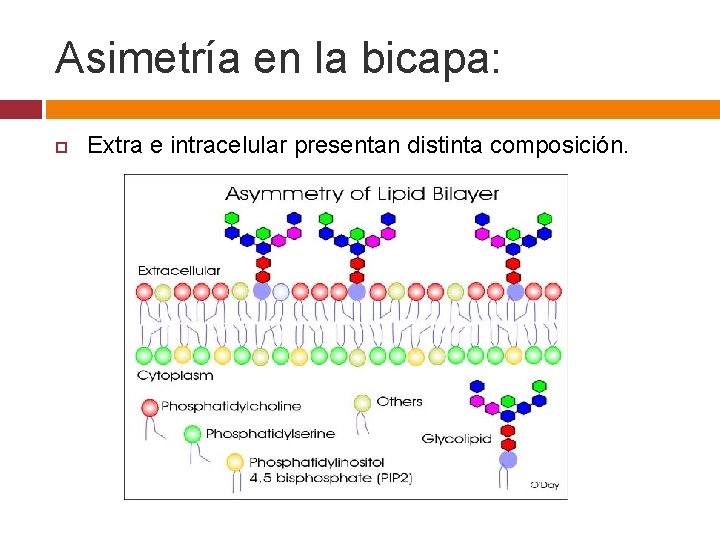 Asimetría en la bicapa: Extra e intracelular presentan distinta composición. 