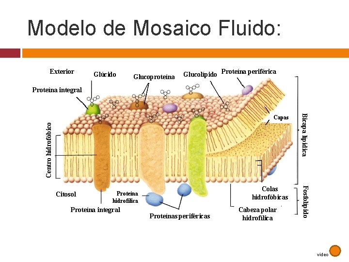 Modelo de Mosaico Fluido: Exterior Glúcido Glucoproteína Glucolípido Proteína periférica Proteína integral Bicapa lípidica