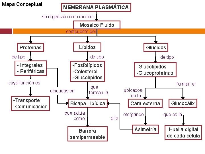 Mapa Conceptual MEMBRANA PLASMÁTICA se organiza como modelo Mosaico Fluido compuesto por Lípidos Proteínas