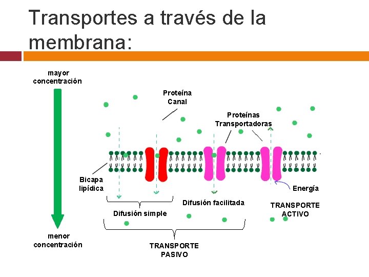 Transportes a través de la membrana: mayor concentración Proteína Canal Proteínas Transportadoras Bicapa lipídica