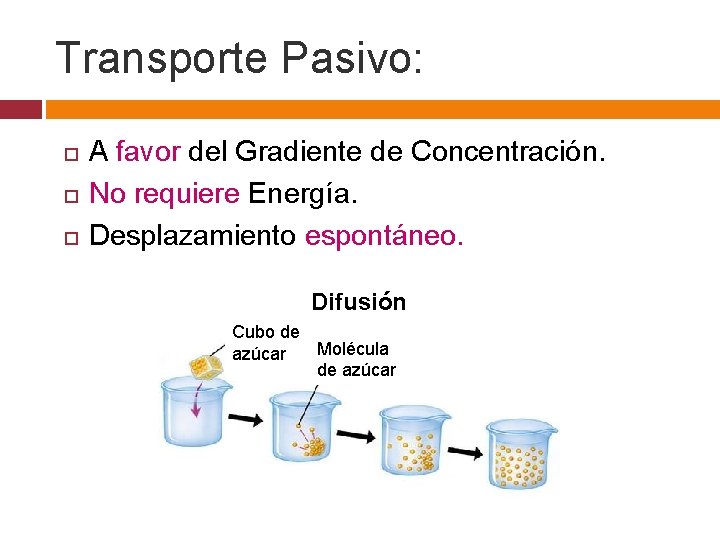 Transporte Pasivo: A favor del Gradiente de Concentración. No requiere Energía. Desplazamiento espontáneo. Difusión