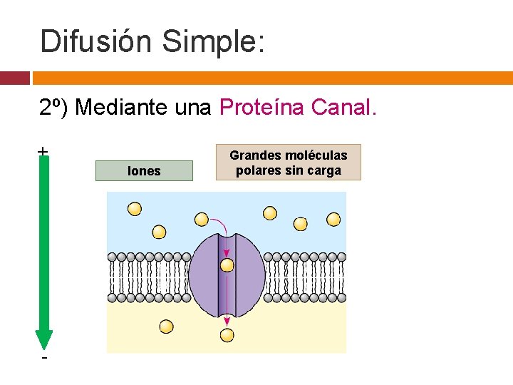 Difusión Simple: 2º) Mediante una Proteína Canal. + Iones - Grandes moléculas polares sin