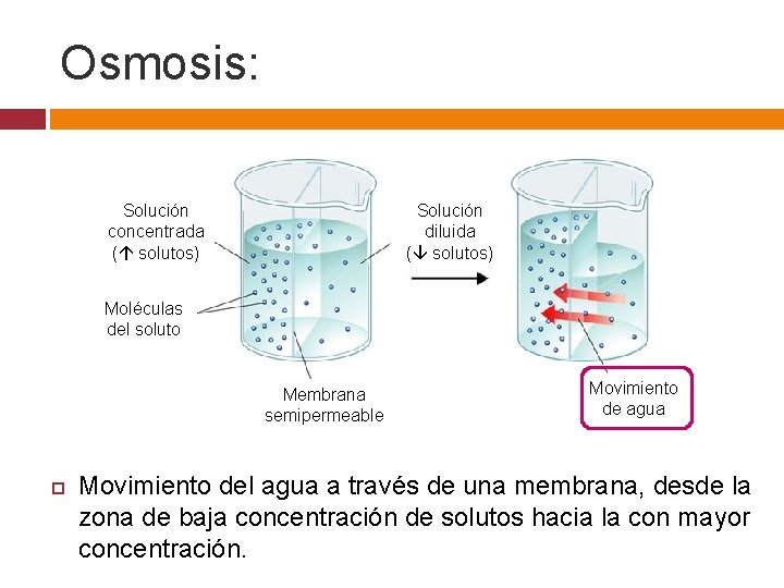 Osmosis: Solución concentrada ( solutos) Solución diluida ( solutos) Moléculas del soluto Membrana semipermeable