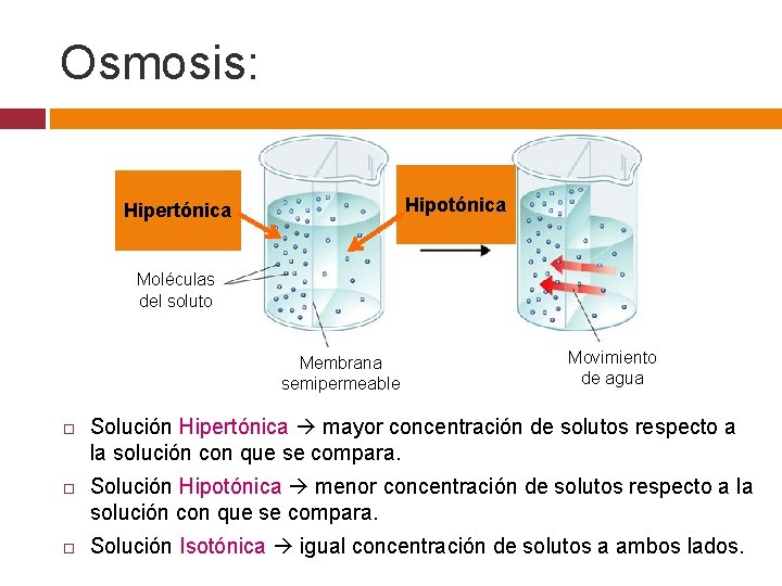 Osmosis: Solución concentrada Hipertónica ( solutos) Solución Hipotónica diluida ( solutos) Moléculas del soluto