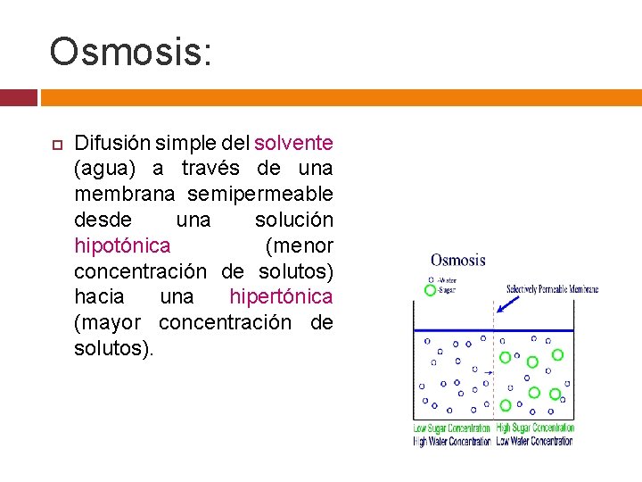 Osmosis: Difusión simple del solvente (agua) a través de una membrana semipermeable desde una