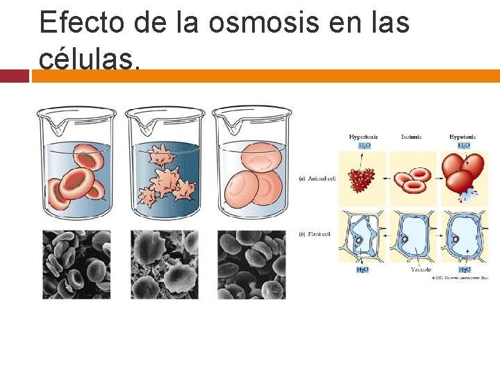 Efecto de la osmosis en las células. Solución Hipertónica Solución Hipotónica Solución Isotónica 