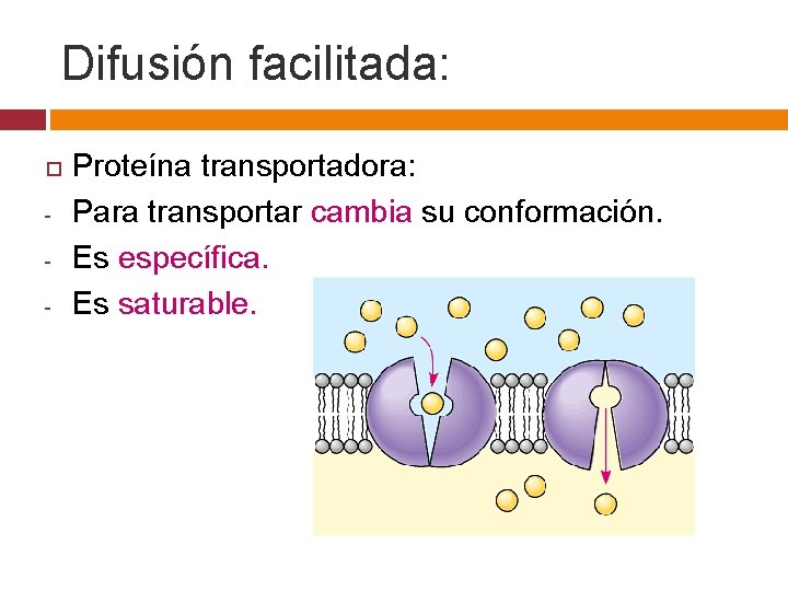 Difusión facilitada: - Proteína transportadora: Para transportar cambia su conformación. Es específica. Es saturable.