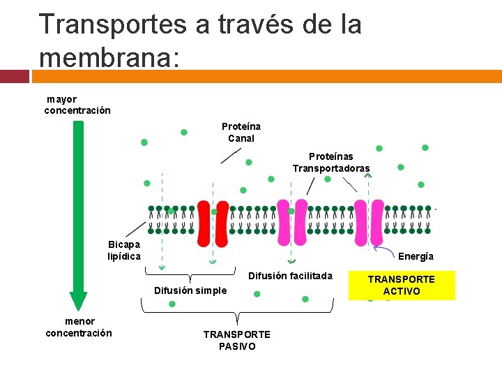 Transportes a través de la membrana: mayor concentración Proteína Canal Proteínas Transportadoras Bicapa lipídica