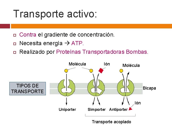 Transporte activo: Contra el gradiente de concentración. Necesita energía ATP. Realizado por Proteínas Transportadoras