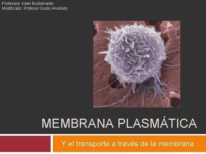 Profesora: Kaen Bustamante Modificado: Profesor Guido Alvarado MEMBRANA PLASMÁTICA Y el transporte a través