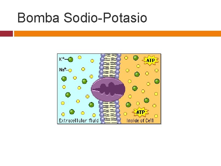 Bomba Sodio-Potasio 