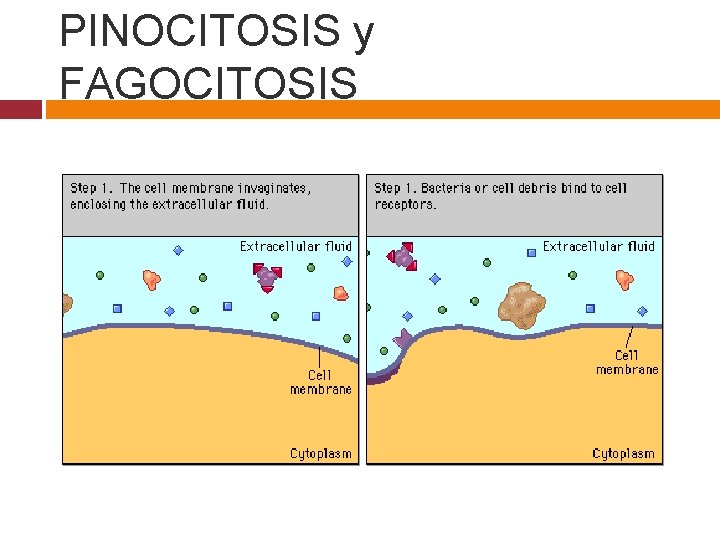 PINOCITOSIS y FAGOCITOSIS 