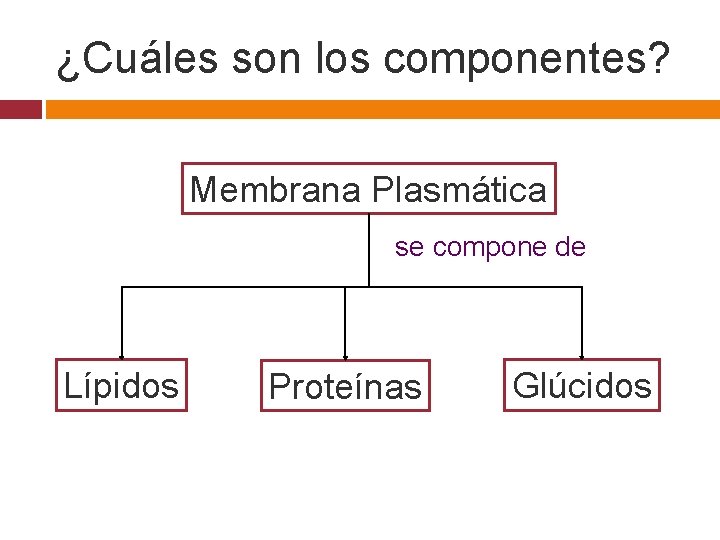 ¿Cuáles son los componentes? Membrana Plasmática se compone de Lípidos Proteínas Glúcidos 
