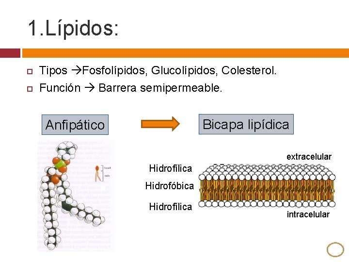 1. Lípidos: Tipos Fosfolípidos, Glucolípidos, Colesterol. Función Barrera semipermeable. Bicapa lipídica Anfipático extracelular Hidrofílica