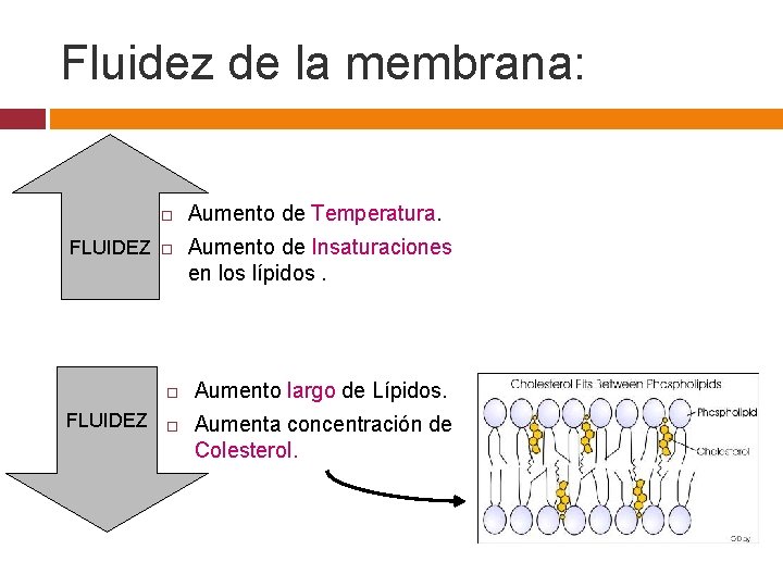 Fluidez de la membrana: FLUIDEZ Aumento de Temperatura. Aumento de Insaturaciones en los lípidos.