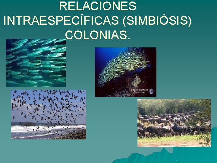 RELACIONES INTRAESPECÍFICAS (SIMBIÓSIS) COLONIAS. 