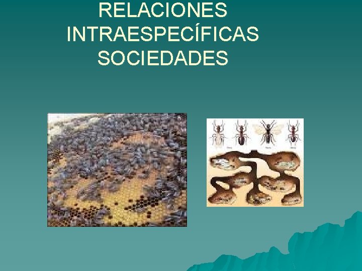 RELACIONES INTRAESPECÍFICAS SOCIEDADES 